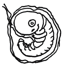 Иллюстрация к книге — Энциклопедия относительного и абсолютного знания [_307.png]