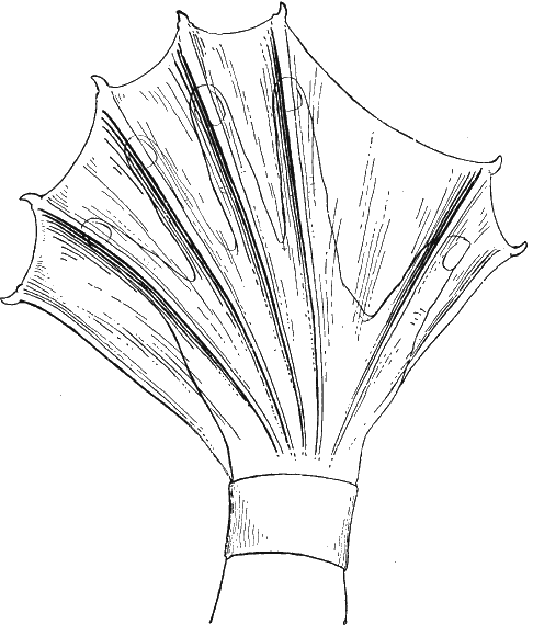 Иллюстрация к книге — Новая энциклопедия Относительного и Абсолютного знания [i_115.png]