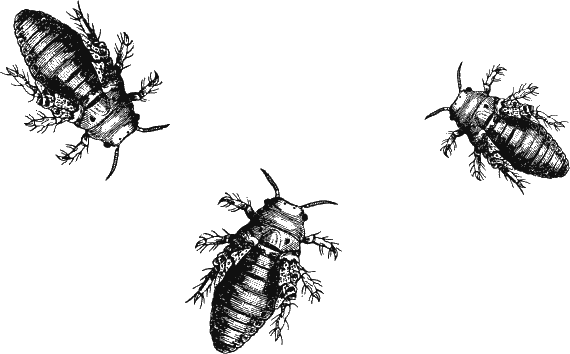 Иллюстрация к книге — Новая энциклопедия Относительного и Абсолютного знания [i_160.png]