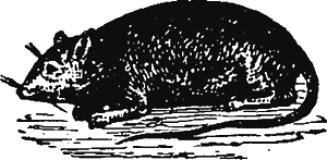 Иллюстрация к книге — Новая энциклопедия Относительного и Абсолютного знания [i_215.png]