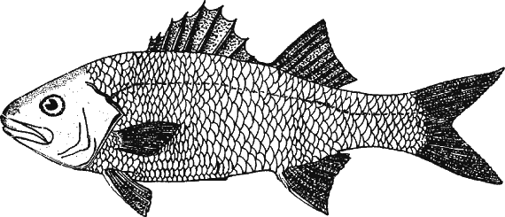 Иллюстрация к книге — Новая энциклопедия Относительного и Абсолютного знания [i_314.png]