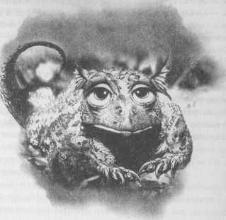 Иллюстрация к книге — Всё о непослушных принцессах и коварных драконах [img1_21.jpg]