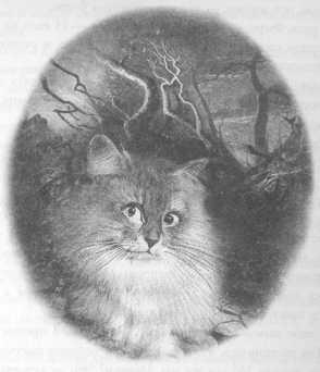 Иллюстрация к книге — Всё о непослушных принцессах и коварных драконах [img3_13.jpg]