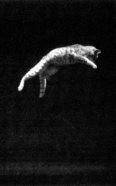 Иллюстрация к книге — Жутко громко и запредельно близко [image059.jpg]