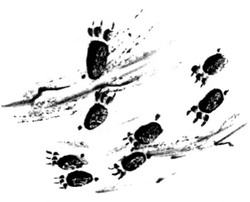 Иллюстрация к книге — Сердце Волка [_06.jpg]