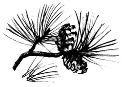 Иллюстрация к книге — Сердце Волка [_34.jpg]