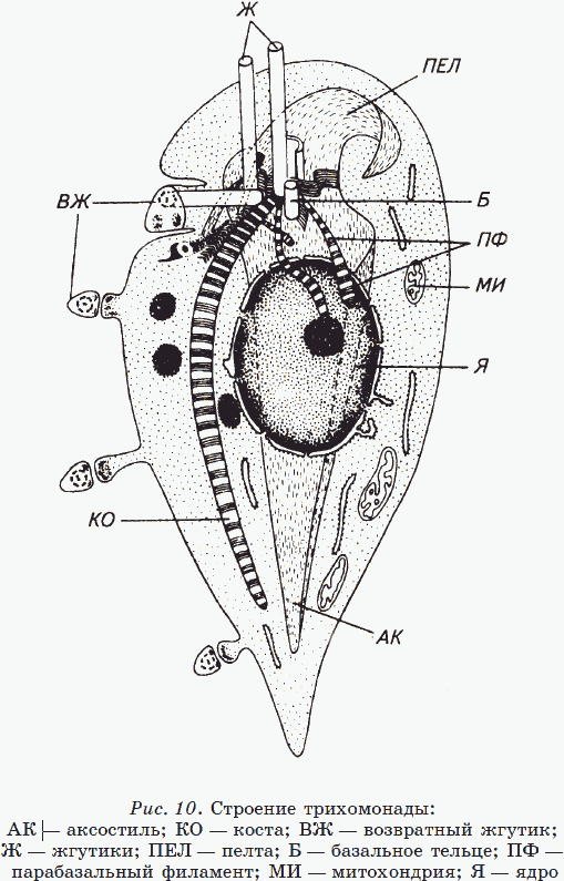 Иллюстрация к книге — Новые тайны нераспознанных диагнозов. Книга 2 [_13.png]
