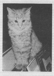 Иллюстрация к книге — Дьюи. Кот из библиотеки, который потряс весь мир [i_001.jpg]