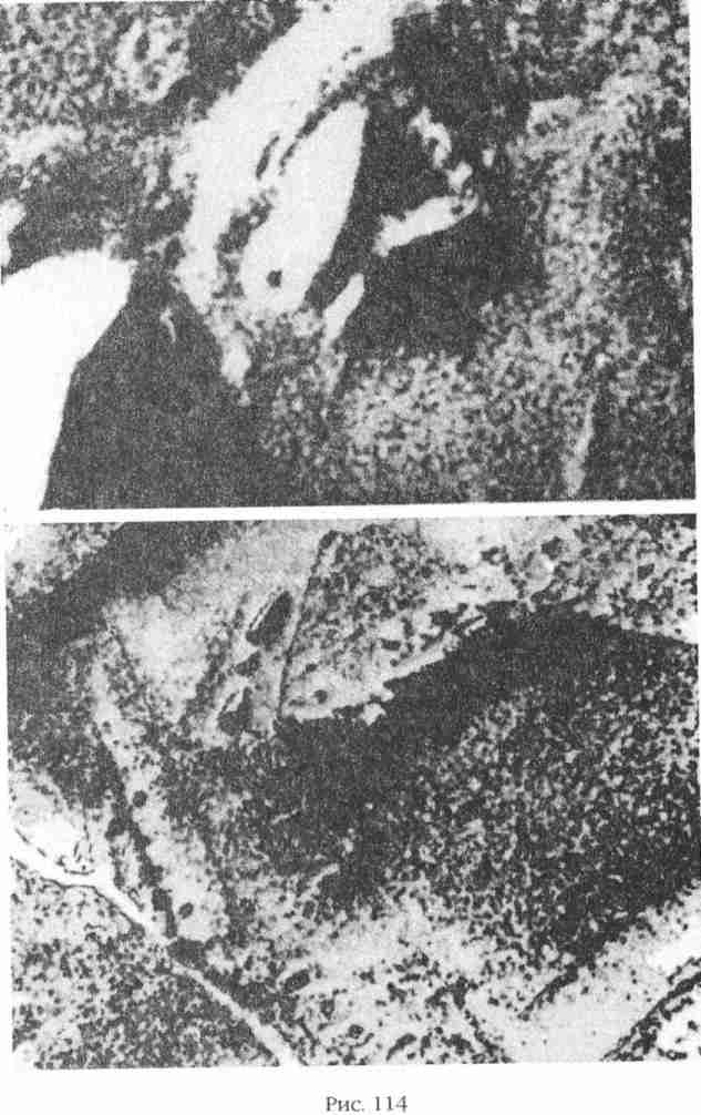 Иллюстрация к книге — Боги Армагеддона [i_115.jpg]