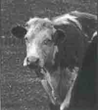 Иллюстрация к книге — Трагическое послание древних [any2fbimgloader110.jpg]