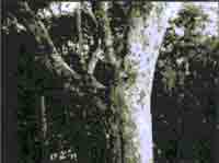 Иллюстрация к книге — Трагическое послание древних [any2fbimgloader153.jpg]