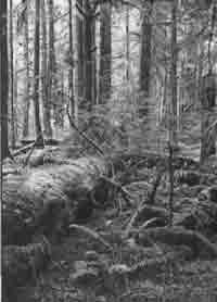 Иллюстрация к книге — Трагическое послание древних [any2fbimgloader156.jpg]