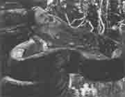 Иллюстрация к книге — Трагическое послание древних [any2fbimgloader158.jpg]