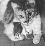 Иллюстрация к книге — Трагическое послание древних [any2fbimgloader217.jpg]