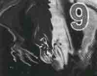 Иллюстрация к книге — Трагическое послание древних [any2fbimgloader320.jpg]