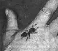 Иллюстрация к книге — Трагическое послание древних [any2fbimgloader394.jpg]