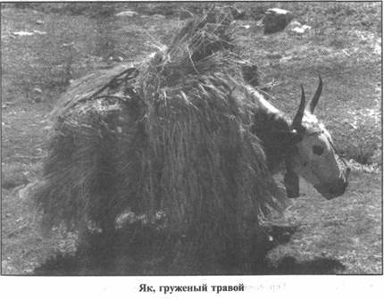 Иллюстрация к книге — Золотые пластины Харати [any2fbimgloader209.jpg]