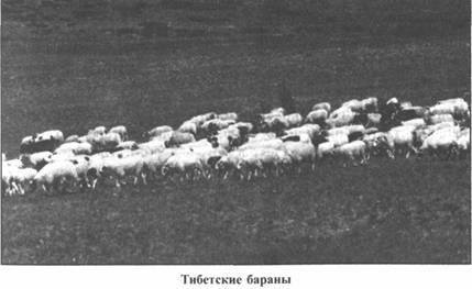 Иллюстрация к книге — Золотые пластины Харати [any2fbimgloader224.jpg]