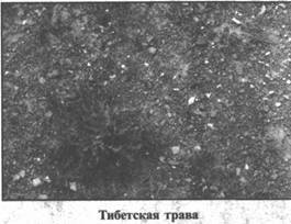 Иллюстрация к книге — Золотые пластины Харати [any2fbimgloader228.jpg]