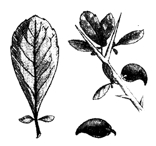 Иллюстрация к книге — Тайна древней гробницы [i_015.png]