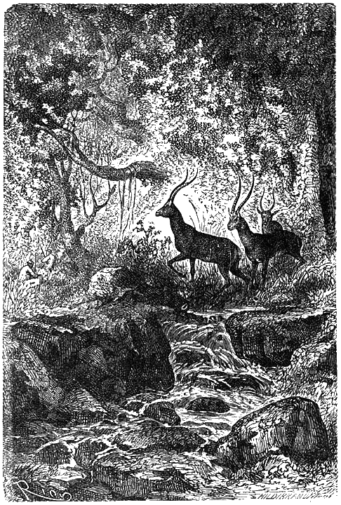 Иллюстрация к книге — Пять недель на воздушном шаре [p062.png]