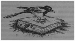 Иллюстрация к книге — Чернильная смерть [i_036.jpg]