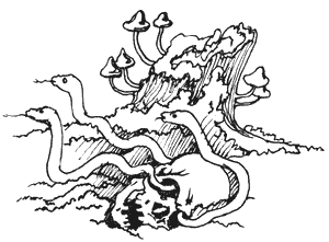 Иллюстрация к книге — Ведьмина звезда. Дракон Памяти [g6.png]