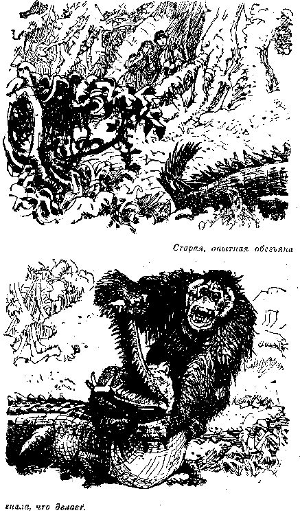 Иллюстрация к книге — Белая перчатка. В дебрях Борнео. В поисках белого бизона [i_034.png]