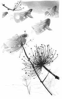 Иллюстрация к книге — Книга обманов [_77.jpg]