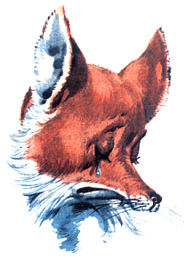 Иллюстрация к книге — Приключения Пиноккио [i_030.png]