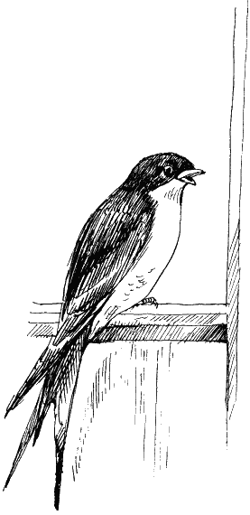 Иллюстрация к книге — Остров капитанов [i_007.png]