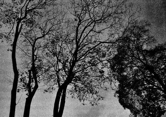 Иллюстрация к книге — Сказки старого Вильнюса II [i_036.jpg]