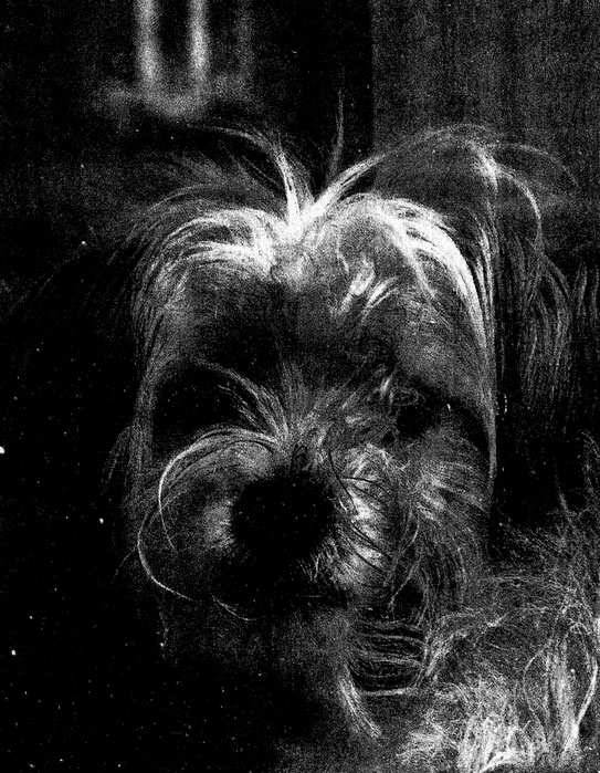 Иллюстрация к книге — Сказки старого Вильнюса II [i_037.jpg]