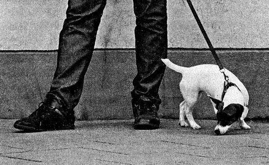 Иллюстрация к книге — Сказки старого Вильнюса II [i_038.jpg]