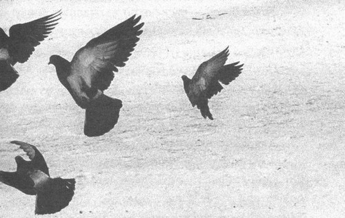 Иллюстрация к книге — Сказки старого Вильнюса [i_016.jpg]