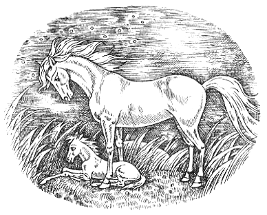 Иллюстрация к книге — Серебряный конь [i_002.png]