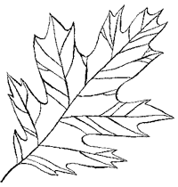 Иллюстрация к книге — Дикий лес [i_008.png]