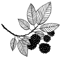 Иллюстрация к книге — Дикий лес [i_074.png]