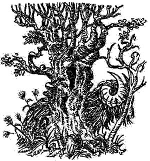 Иллюстрация к книге — За Темными Лесами [i_036.jpg]