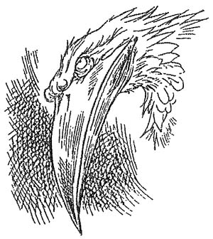 Иллюстрация к книге — Полночь над Санктафраксом [i_038.jpg]