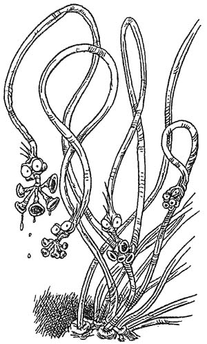 Иллюстрация к книге — Полночь над Санктафраксом [i_112.jpg]