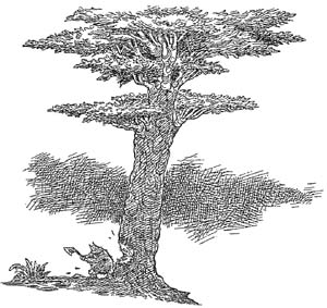 Иллюстрация к книге — Полночь над Санктафраксом [i_133.jpg]