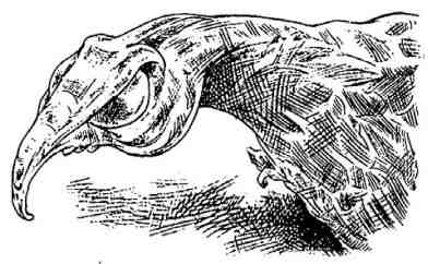 Иллюстрация к книге — Последний воздушный пират [i_080.jpg]