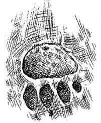 Иллюстрация к книге — Последний воздушный пират [i_106.jpg]