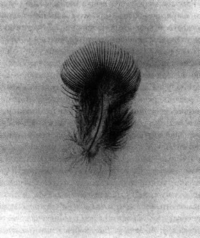 Иллюстрация к книге — Искусство путешествовать [i_042.jpg]