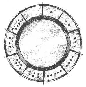 Иллюстрация к книге — Нина и загадка Восьмой Ноты [img026.png]