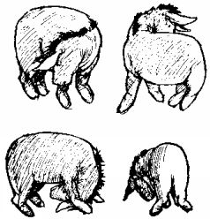 Иллюстрация к книге — Винни-Пух и все-все-все [pic6.jpg]