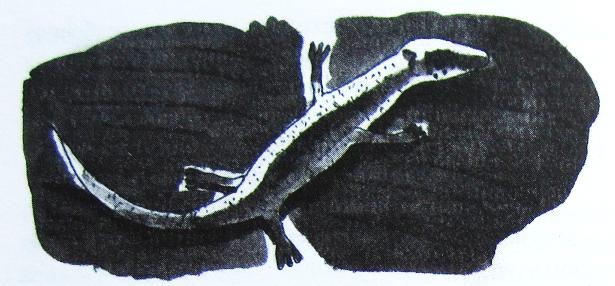 Иллюстрация к книге — Грибной дождь для героя [_016.jpg]