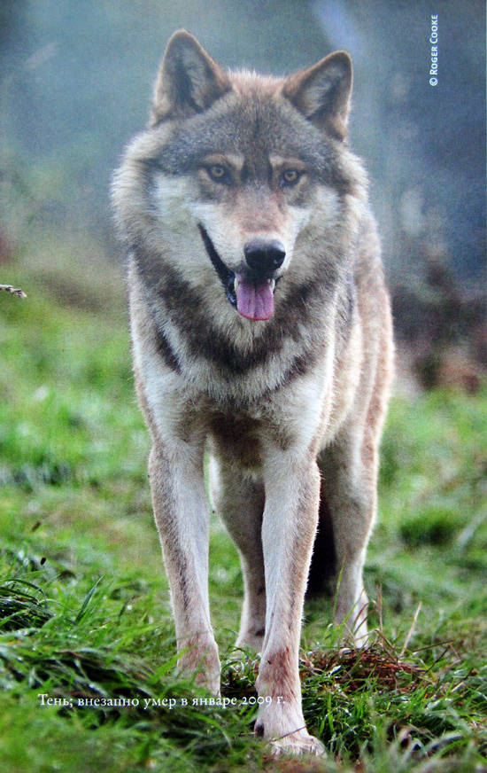 Иллюстрация к книге — Свой среди волков [IMG_8454.jpg]