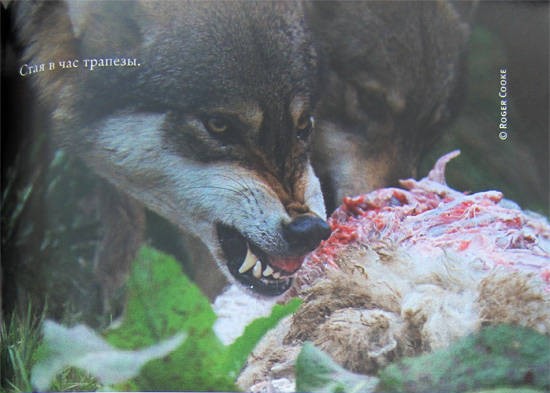 Иллюстрация к книге — Свой среди волков [IMG_8457a.jpg]